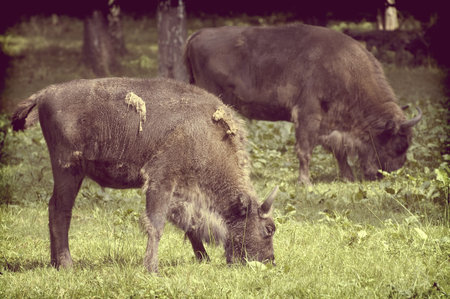 Vintage view of European bisons on the forest glade, Bialowieza, Poland