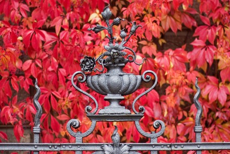 ivy and a fenceの写真素材