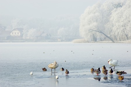 winter landscape with birdsの写真素材