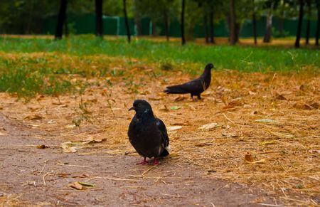 Pigeons on a gladeの写真素材