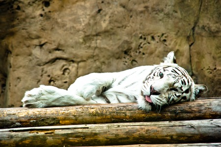 white tiger with blue eyes resting on logsの写真素材