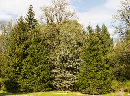 pine trees in the park on a sunny dayの写真素材
