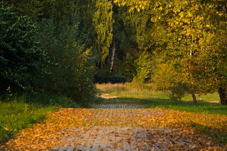 orange leaves on footpath in autumn parkの写真素材