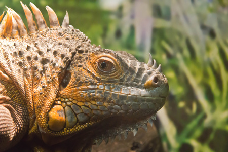 large lizard close up in the treesの写真素材