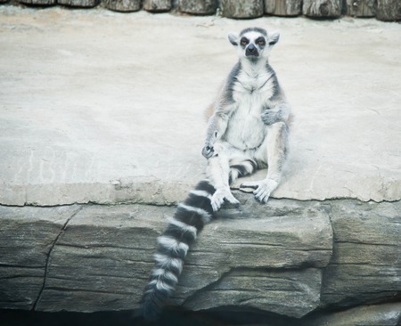 lemur is sitting on big white stoneの写真素材