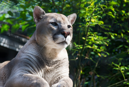 beautiful female cougar among the green bushesの写真素材