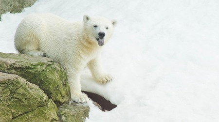 cute teddy bear on a pile of snowの写真素材