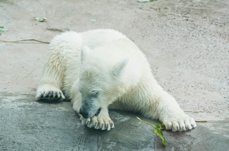 teddy bear licking his paw on a stoneの写真素材
