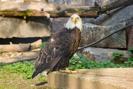 beautiful white eagle on a stone slab