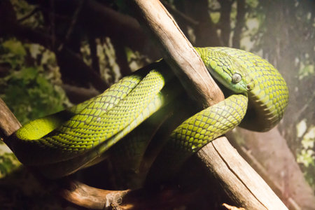 small green snake on a tree trunk