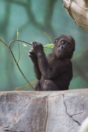 baby black gorillas on a white stoneの写真素材