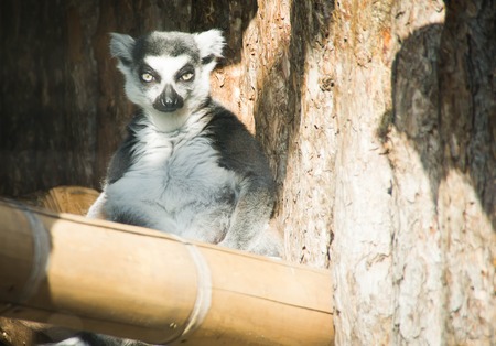 thoughtful lemur sitting on a wooden stickの写真素材