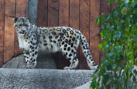Snow leopard on a rock beside a tree