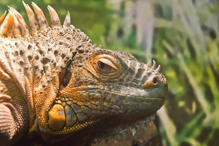 large lizard close up in the bushesの写真素材