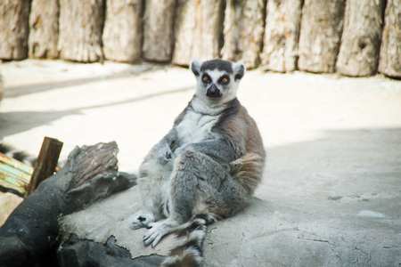 thoughtful lemur is sitting on big white stoneの写真素材
