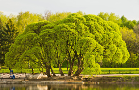 tree on the shore of the pondの写真素材