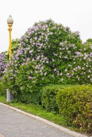 street lamp next to a bush of colored lilacの写真素材