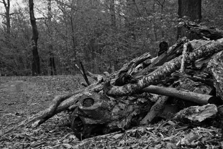 heap of firewood at summer day black and whiteの写真素材