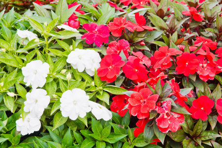 Different flowers in the flower bed in the parkの写真素材