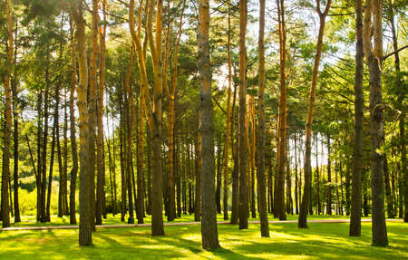 sunny meadow in pine forest in summer dayの写真素材