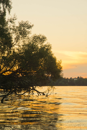 tree over the lake on a summer eveningの写真素材