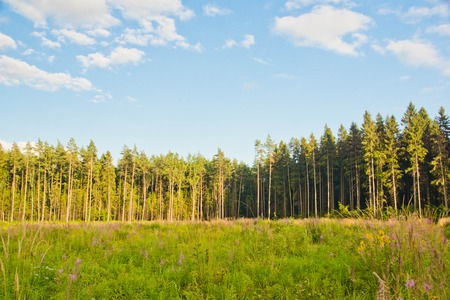 wildflowers on the forest edge on sunny dayの写真素材