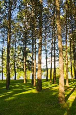 sunny meadow in pine forest in summerの写真素材