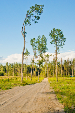 Road through the field and a pine forestの写真素材