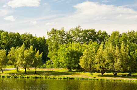 trees on the shore of a pond on sunny dayの写真素材