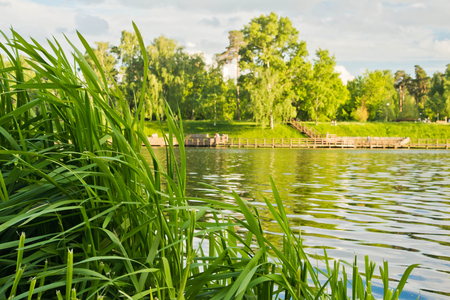 grass on the lake shore on a summer dayの写真素材