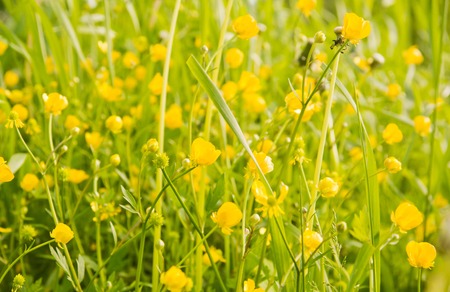 green grass and yellow wildflowers on a summer dayの写真素材