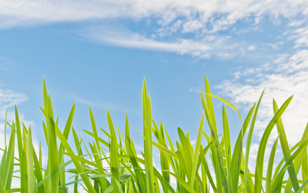 grass against the blue sky with ñloudsの写真素材