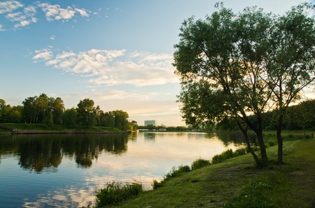 Tree on the shore of a pond on a summer eveningの写真素材