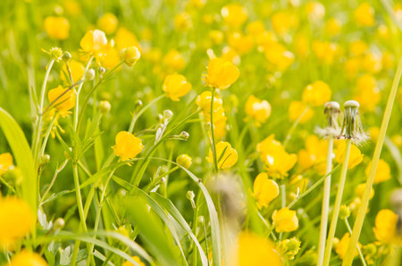 green grass and yellow wildflowers on summer day