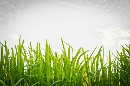 sky with white clouds and green grassの写真素材