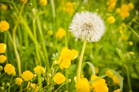 green grass and dandelion on summer dayの写真素材