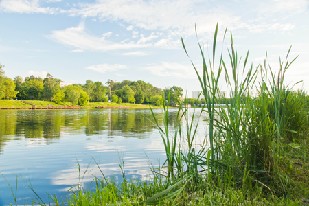 Green grass on the lake shore in summerの写真素材