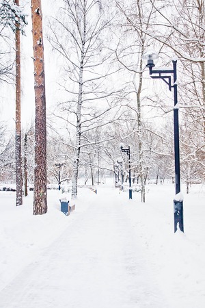 street lamp and pine in winter parkの写真素材
