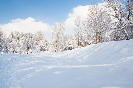 sunny and snowy day in a parkの写真素材