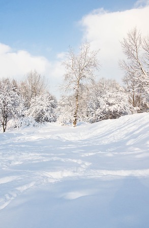 sunny and snowy day in the city parkの写真素材