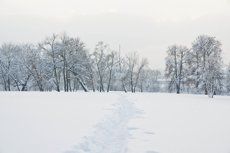 trees under the snow and snowy pathの写真素材