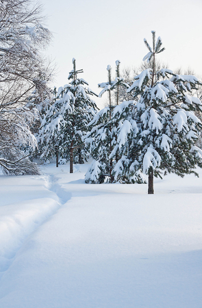 trail and spruce under the snow in city parkの写真素材