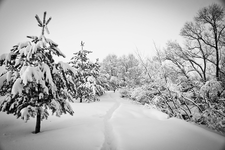 trail and spruce under the snow black and whiteの写真素材