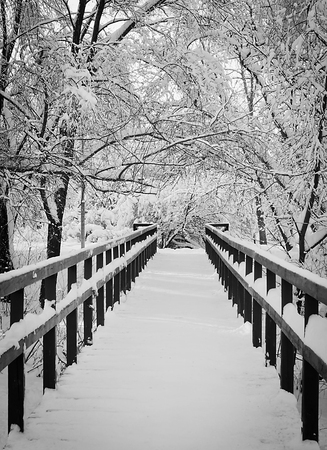 bridge and trees under the snow black and whiteの写真素材