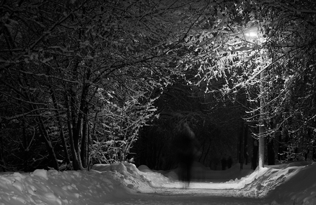 trail among the trees in the winter park black and whiteの写真素材
