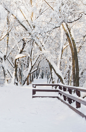 snow on the trees in city parkの写真素材