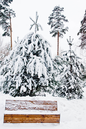 wooden bench and spruce in the winter parkの写真素材