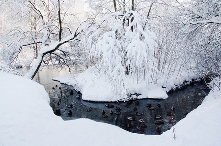 ducks on the river and trees in the snow in winterの写真素材