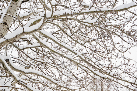 beautiful tree in the city park in winterの写真素材