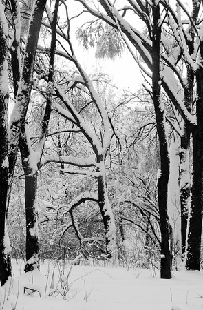 trees in snow in the forest in winter black and whiteの写真素材